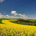 Die Pfalz leuchtet in schönsten Frühlingsfarben. 2