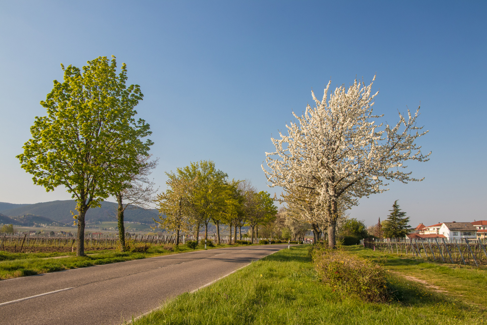 Die Pfalz trägt ihr Frühlingskleid