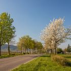 Die Pfalz trägt ihr Frühlingskleid