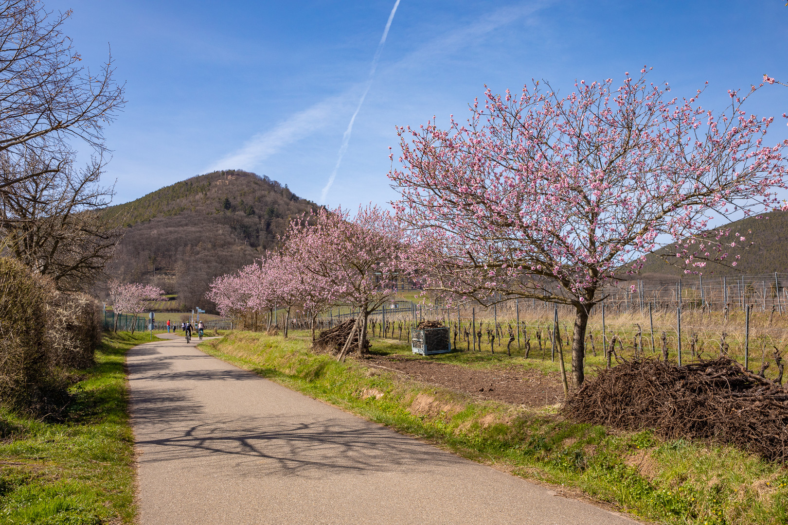 Die Pfalz trägt ihr rosa Kleid