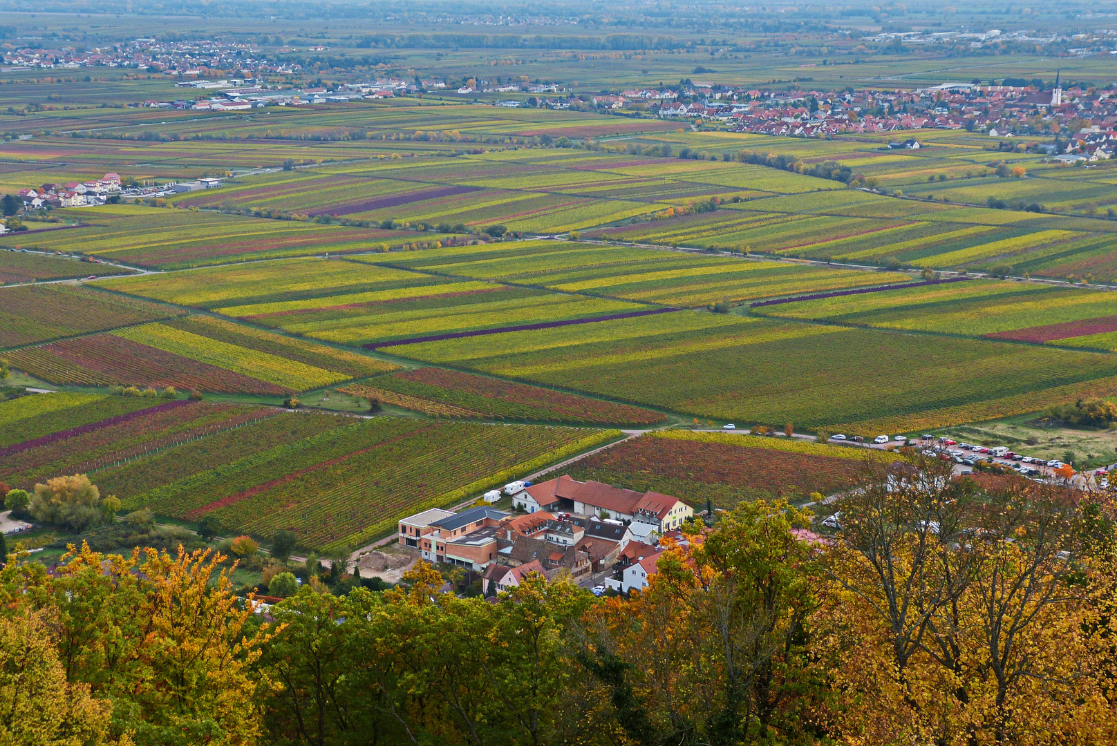 die Pfalz und Wein