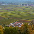 die Pfalz und Wein