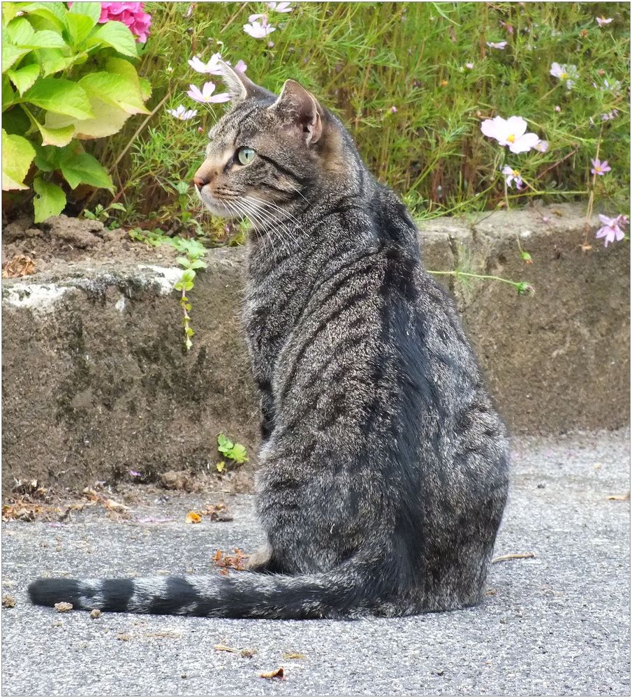 Die Pfarrgarten-Katze