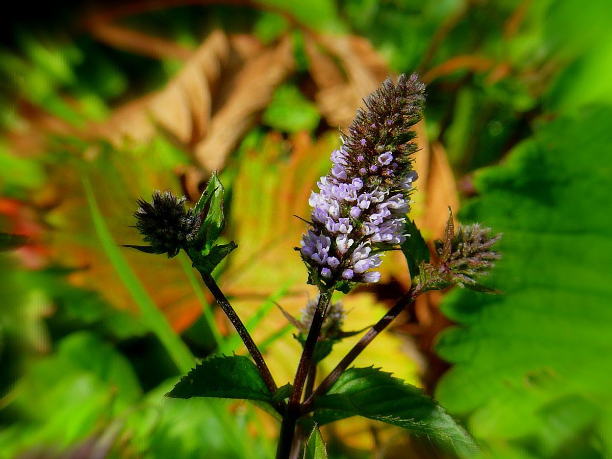 Die Pfefferminz-Blüte