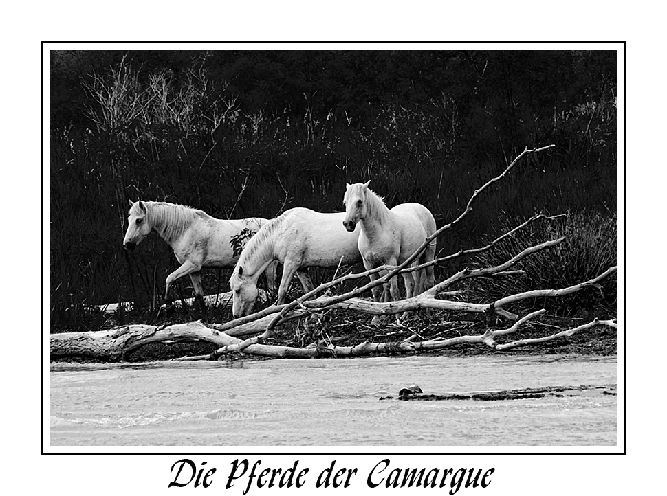 Die Pferde der Camargue