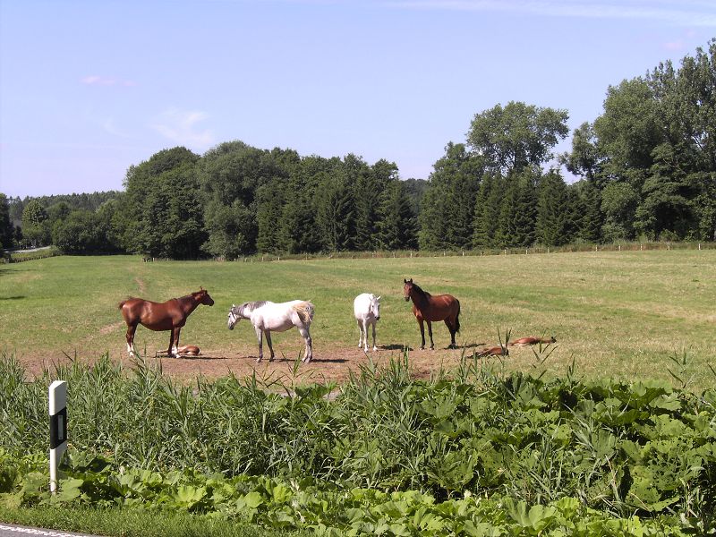 Die Pferde des Grafen von Rantzau