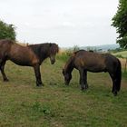 Die Pferde freuen sich über jeden Besuch.