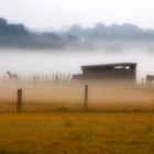 Die Pferde im Nebel...