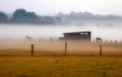 Die Pferde im Nebel...