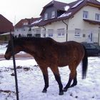 Die Pferde sind auf der Wiese