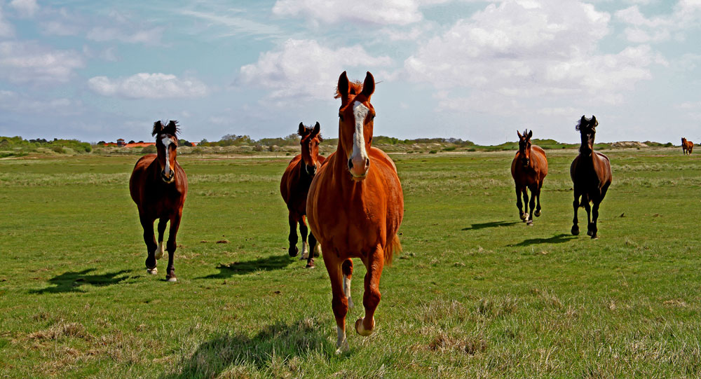 Die Pferde von Spiekeroog