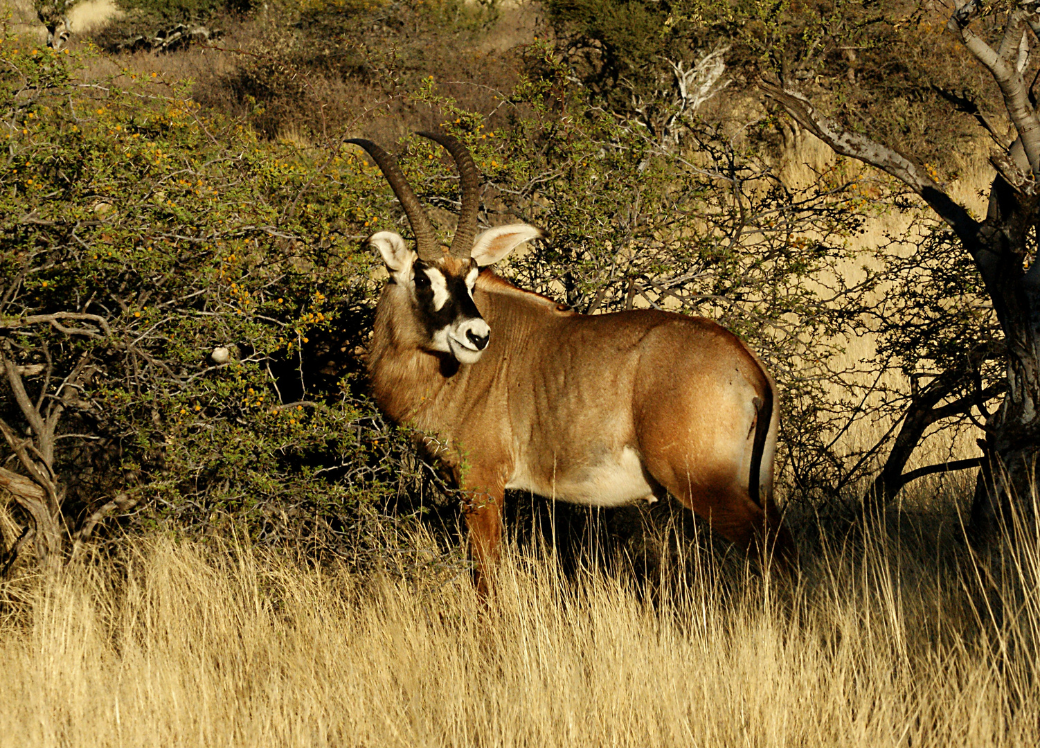 Die Pferdeantilope