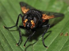 Die Pferdefliege (Mesembrina meridiana) sieht aus, . . .