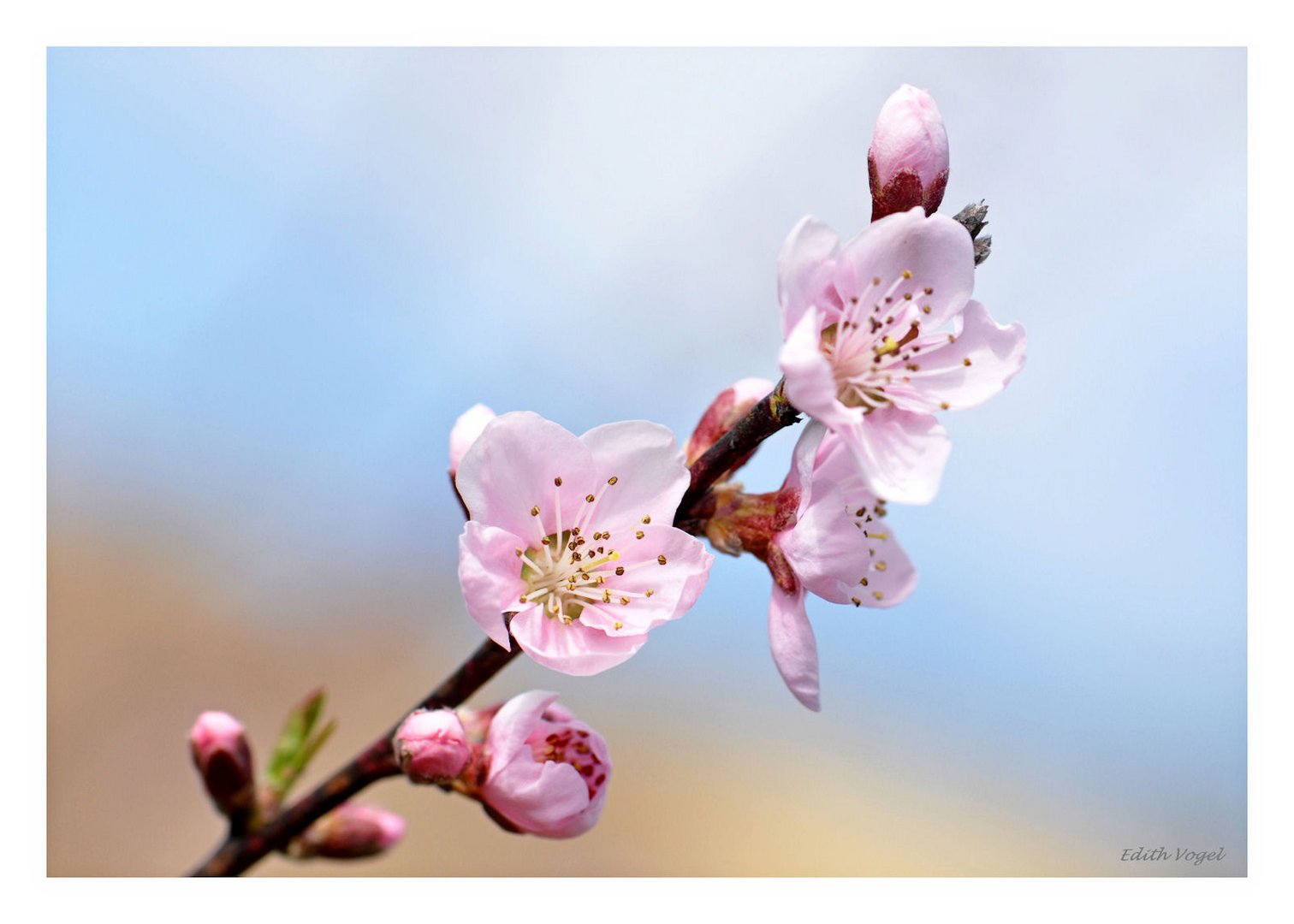 die Pfirsichblüte