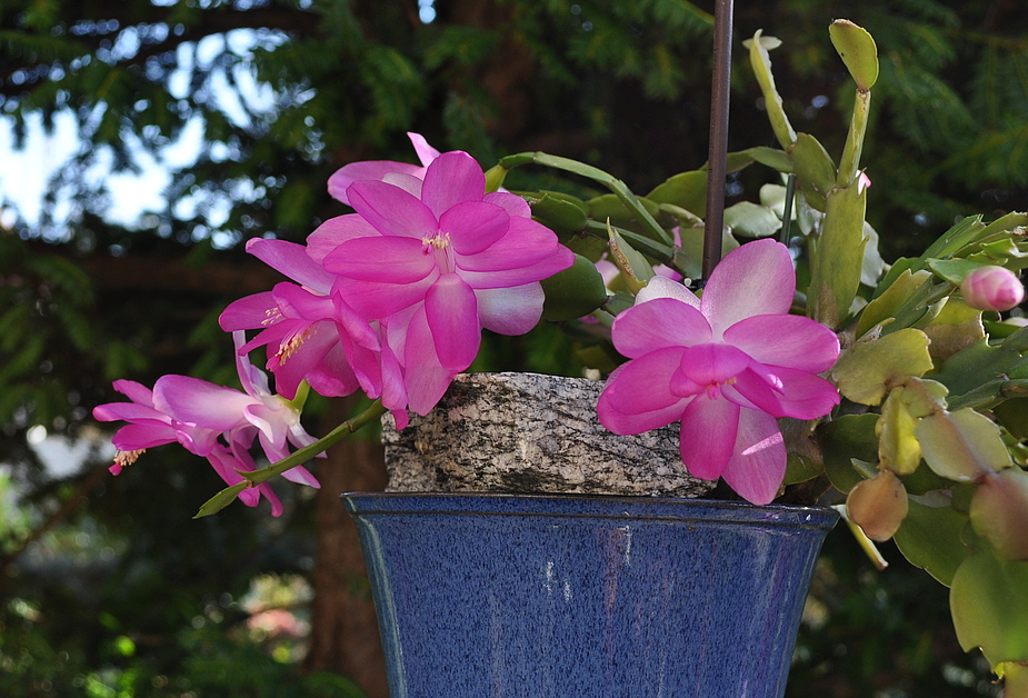 Die Pflanze so zierlich und so große Blüten