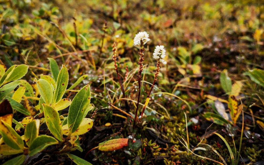 Die Pflanzen der arktischen Tundra