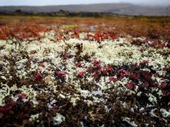 Die Pflanzen der arktischen Tundra II