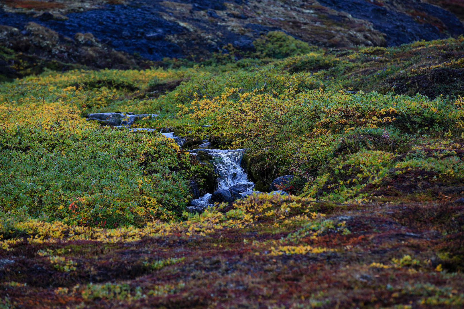 Die Pflanzen der arktischen Tundra IV