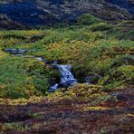 Die Pflanzen der arktischen Tundra IV