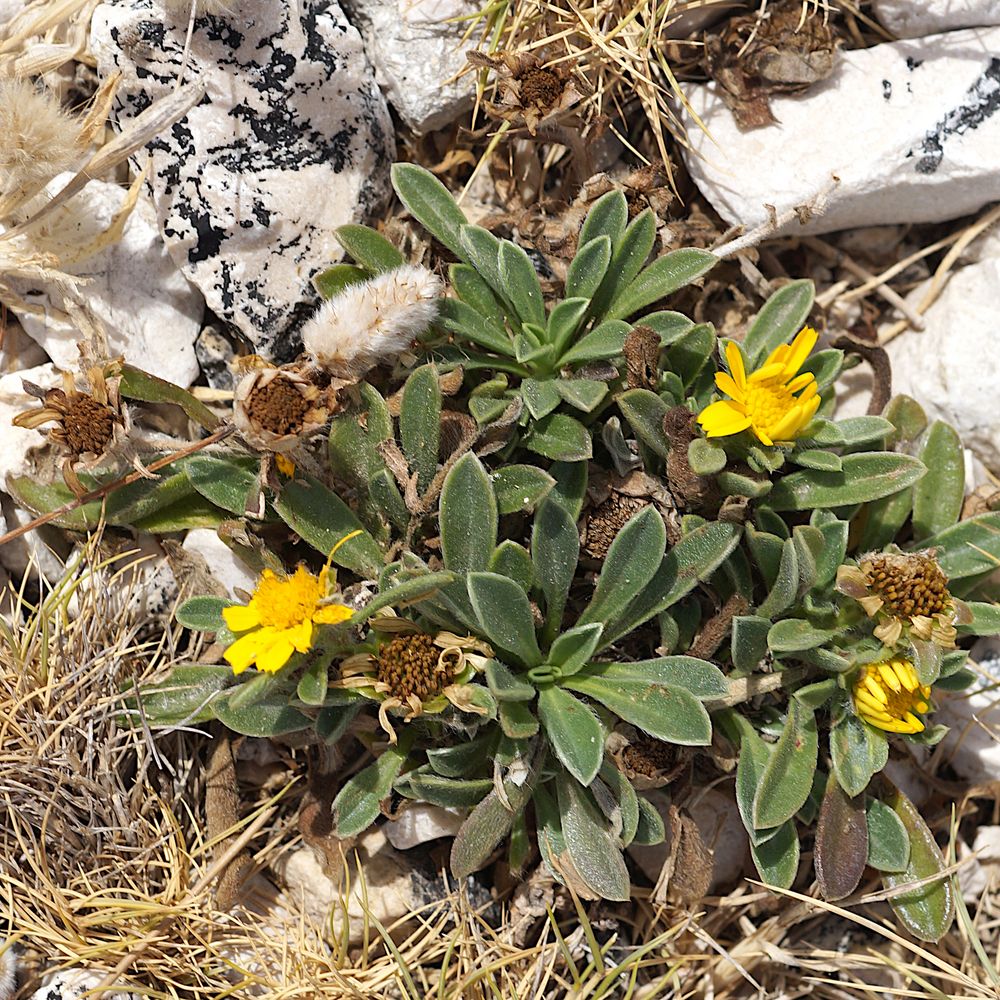 Die Pflanzen von Ratonneau: Bush Daisy 