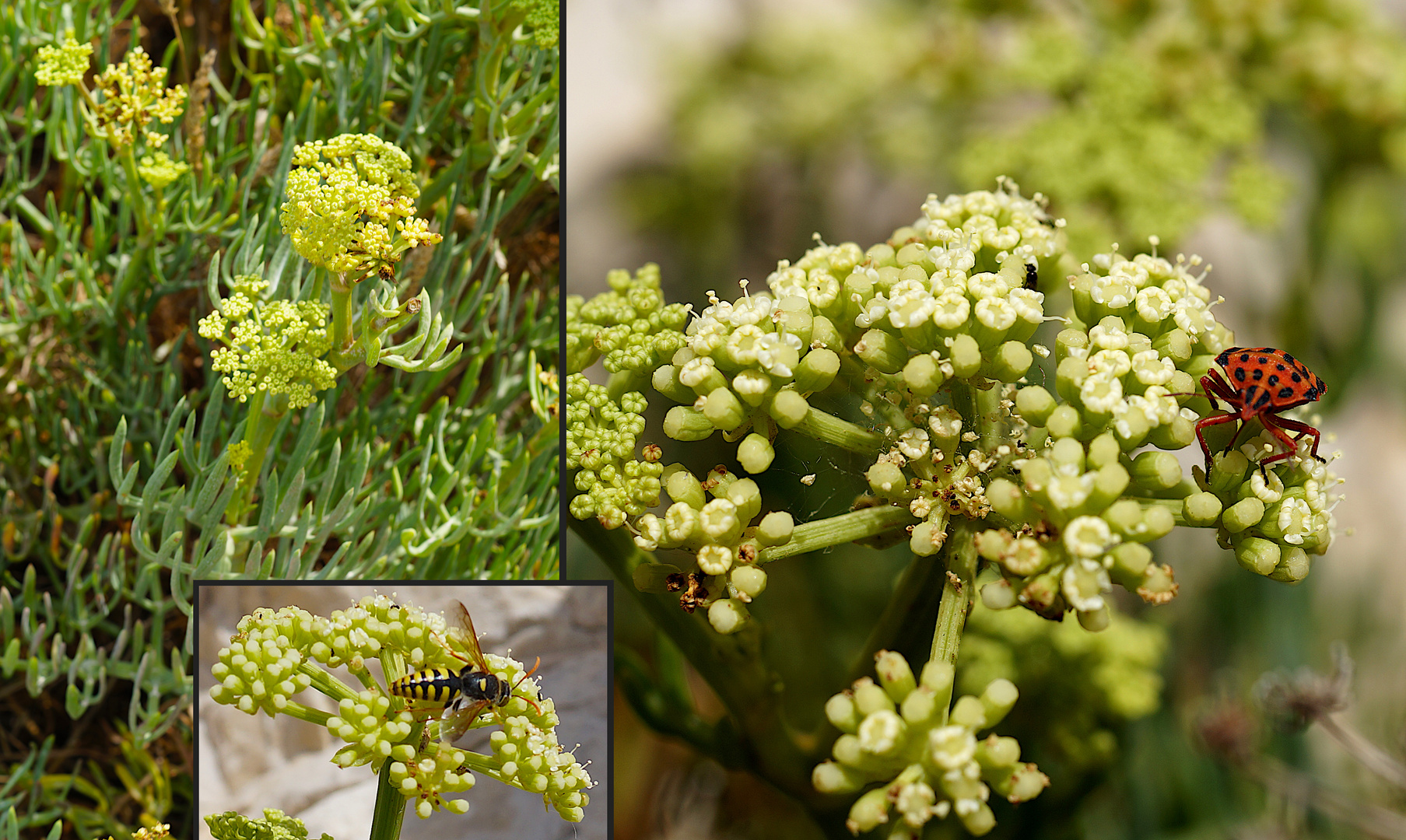 Die Pflanzen von Ratonneau: Meerfenchel mit Besuchern