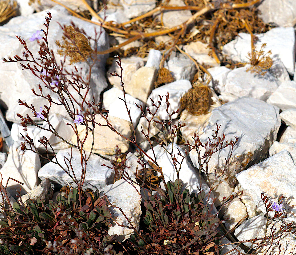 Die Pflanzen von Ratonneau: Ruten-Strandflieder