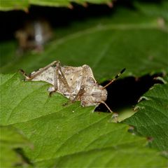 Die Pflanzensaft saugende Wanze PERIBALUS STRICTUS kommt aus ihrem Versteck hervor