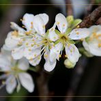 die Pflaumenblüte ist erwacht ...