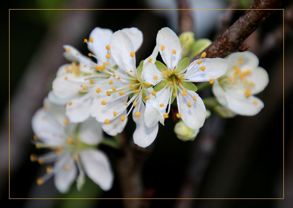 die Pflaumenblüte ist erwacht Foto & Bild outdoor, bäume, grün