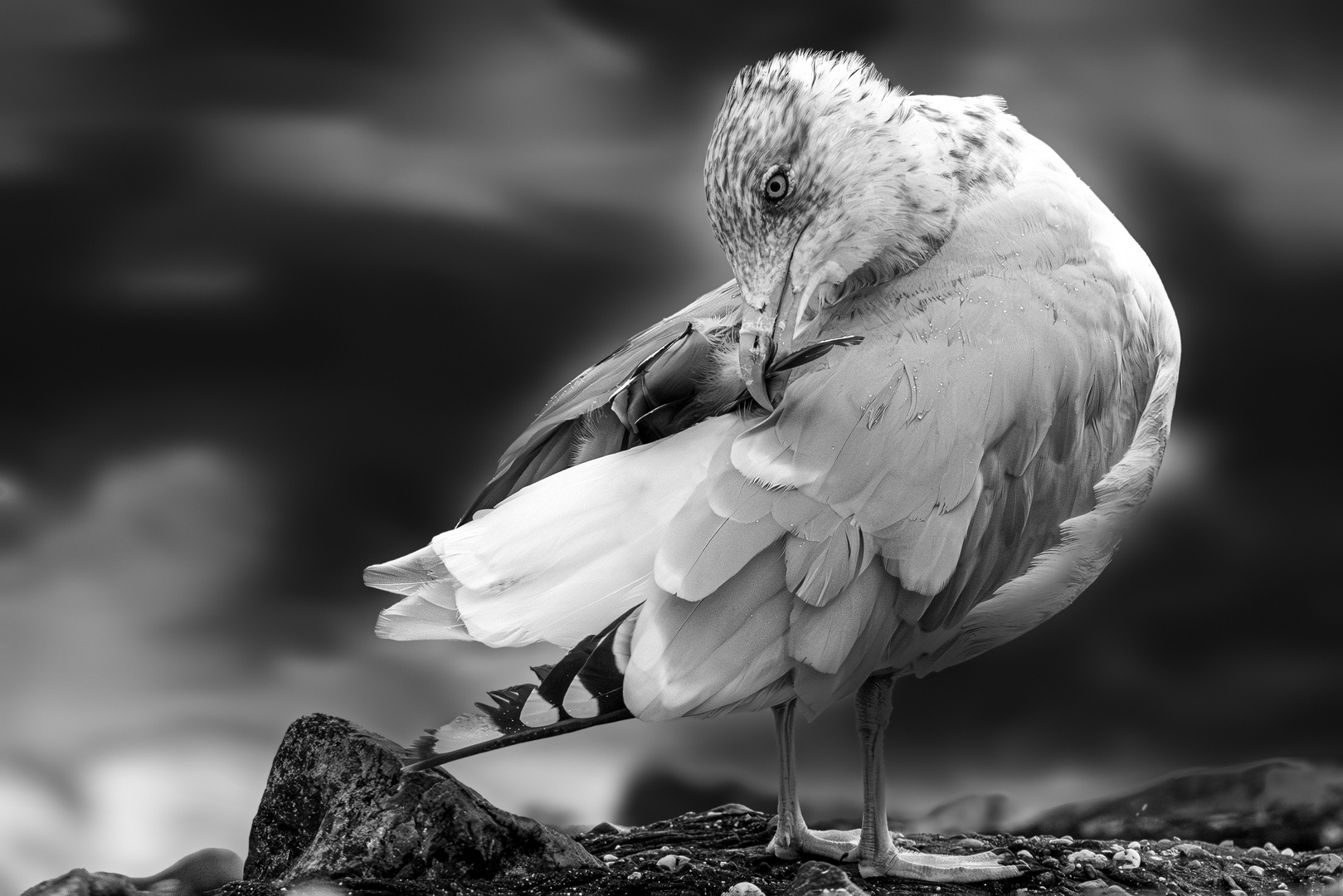 Die Pflege der Federn