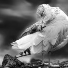 Die Pflege der Federn