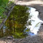 Die Pfütze am Waldrand