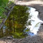 Die Pfütze am Waldrand