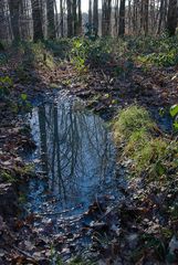 Die Pfütze im Wald -3-