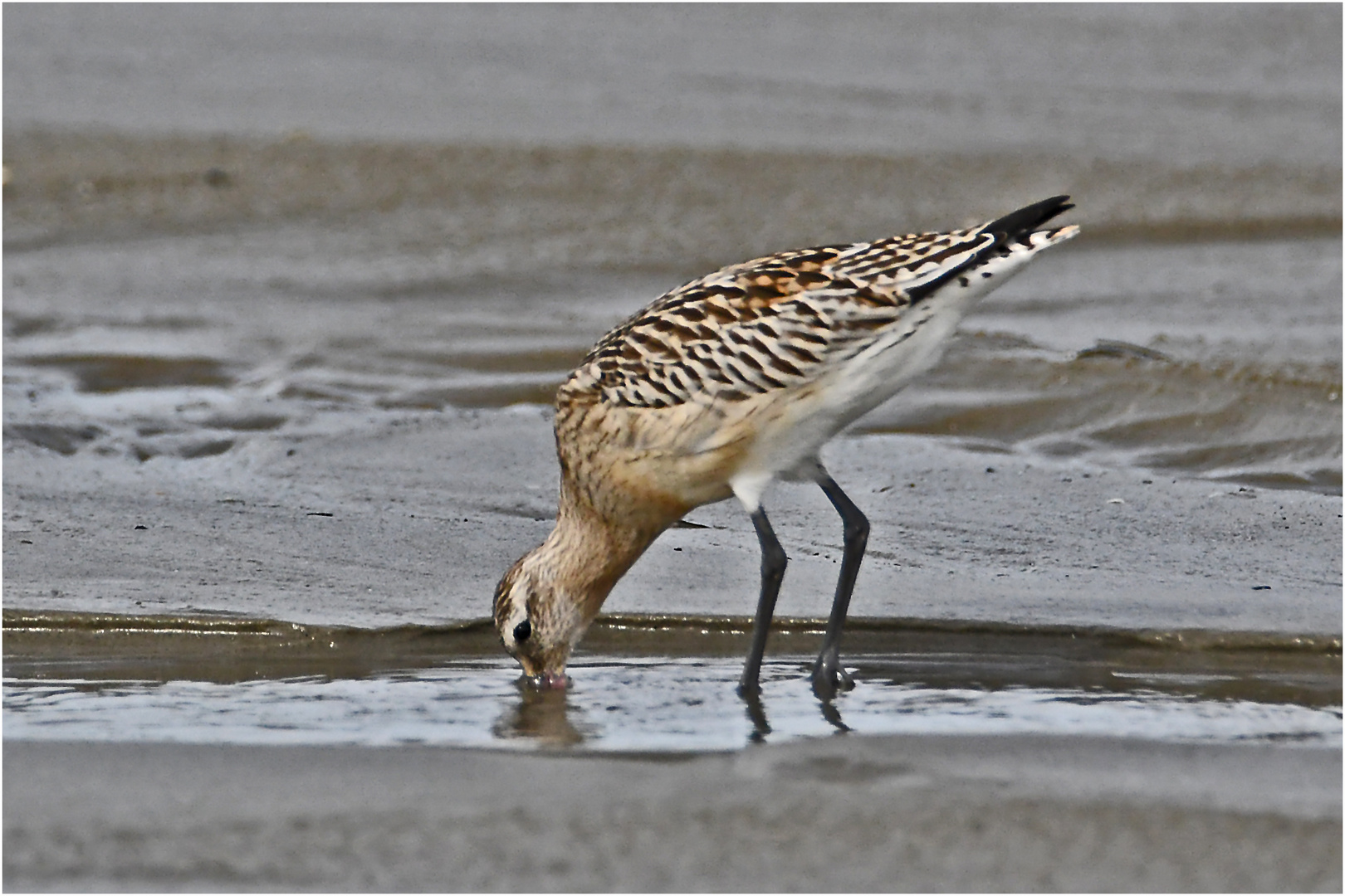 Die Pfuhlschnepfe (Limosa lapponica) . . .