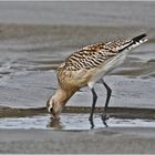 Die Pfuhlschnepfe (Limosa lapponica) . . .