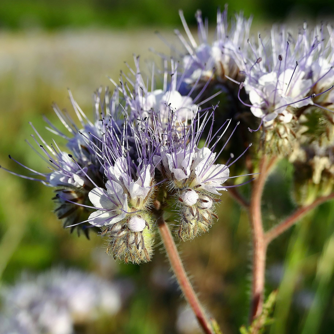 Die Phacelia