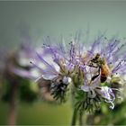 Die Phacelia wird auch "Bienenfreund" genannt.