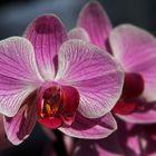 Die Phalaenopsis