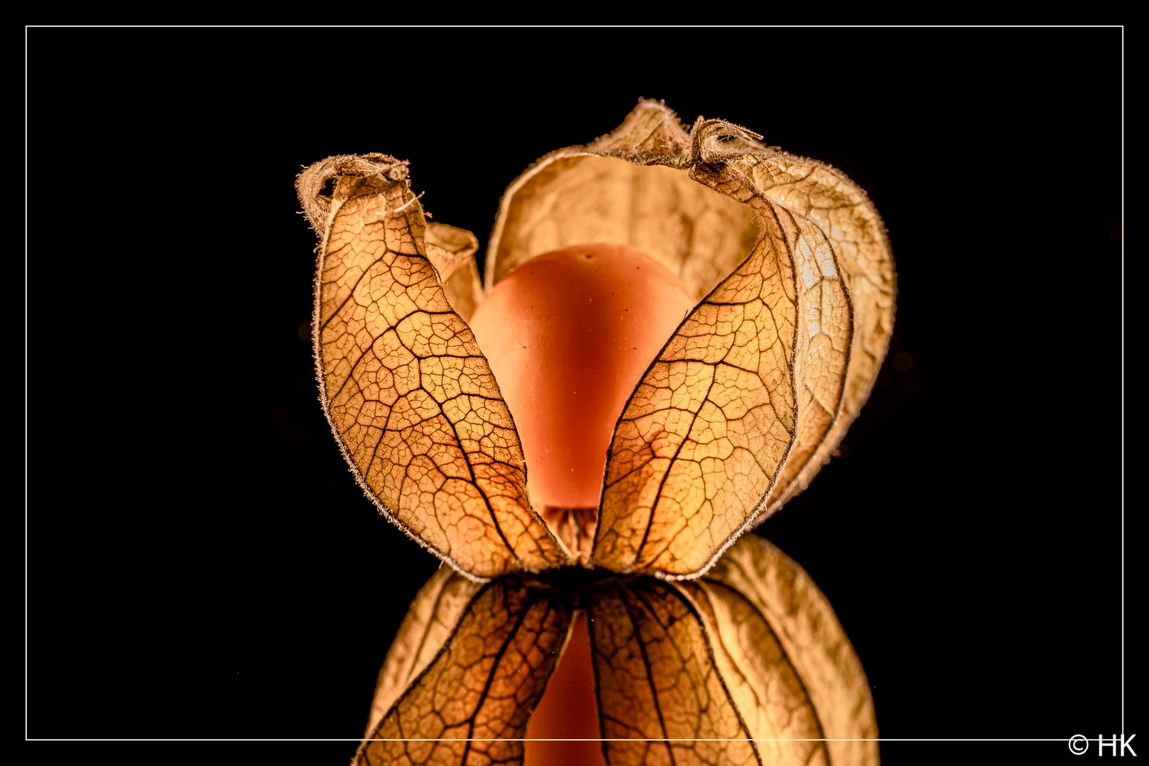 Die Physalis