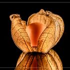 Die Physalis