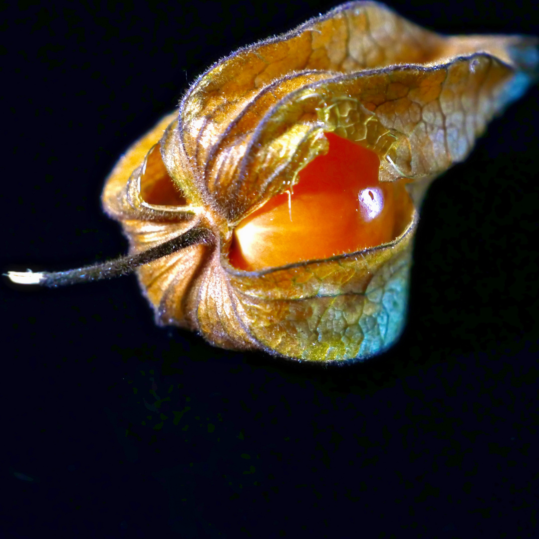 die Physalis