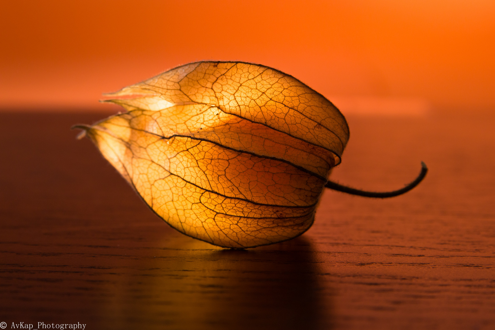 Die Physalis