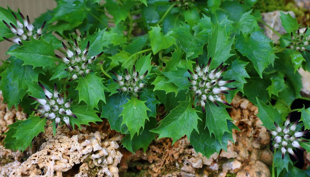 Die Physoplexis comosa-Dolomitenteufelskralle...