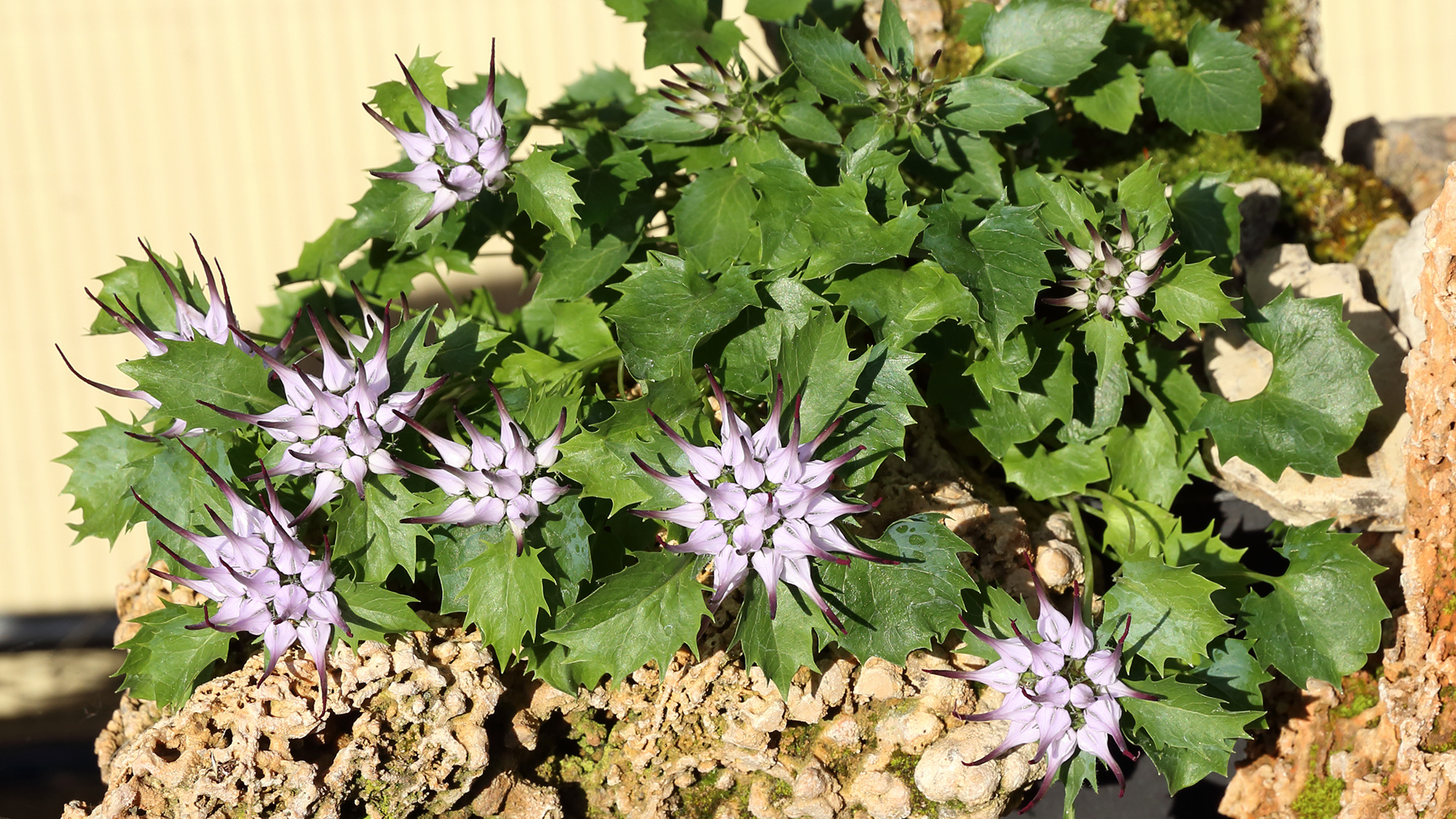 Die Physoplexis comosa -"Dolomitenteufelskralle" ist noch schöner geworden...