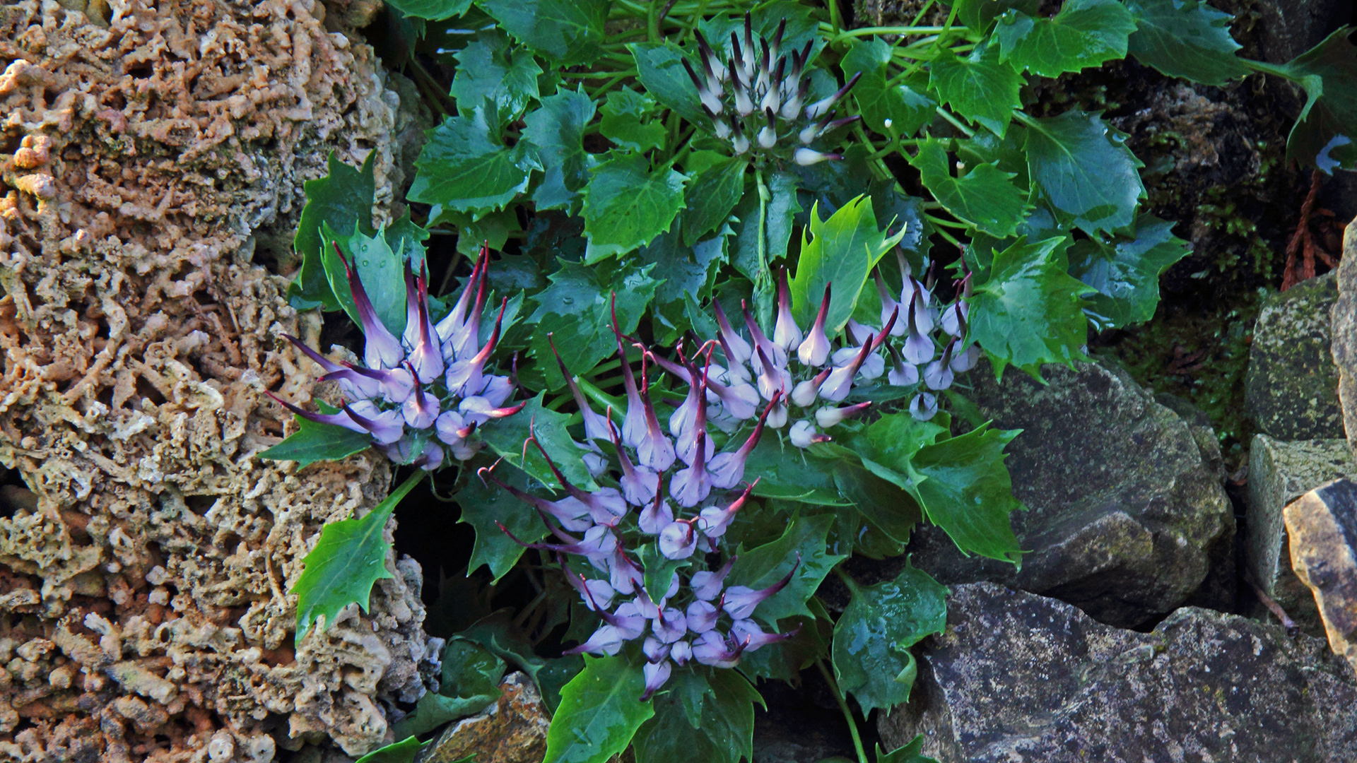 Die Physoplexis comosa hat sogar 7 Blüten… Foto & Bild | dolomiten