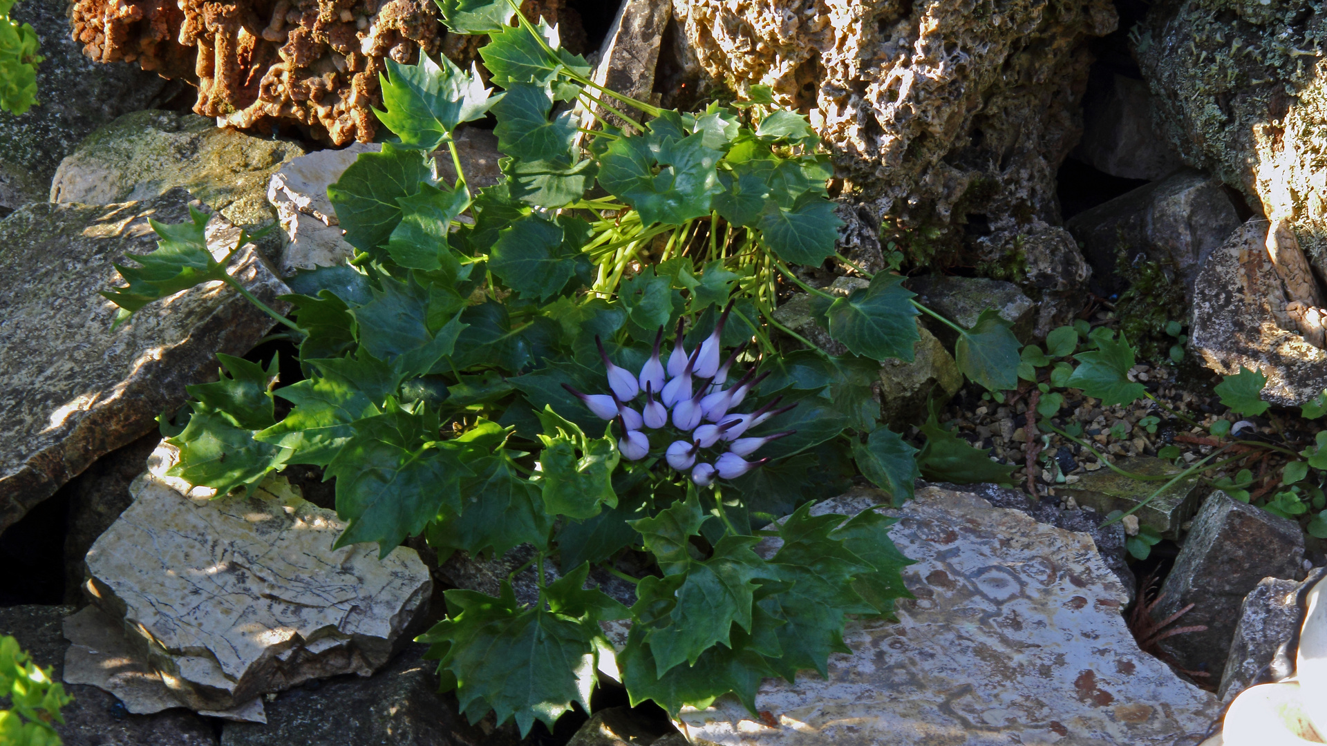 Die Physoplexis comosa - Schopfrapunzel gehört zu meinen absoluten Kostbarkeiten...