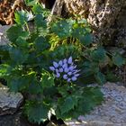 Die Physoplexis comosa - Schopfrapunzel gehört zu meinen absoluten Kostbarkeiten...