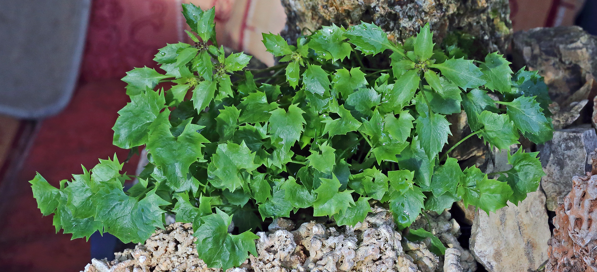 Die Physoplxis comosa aus den Dolomiten am neuen Platz...