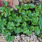 Die Physoplxis comosa aus den Dolomiten am neuen Platz...